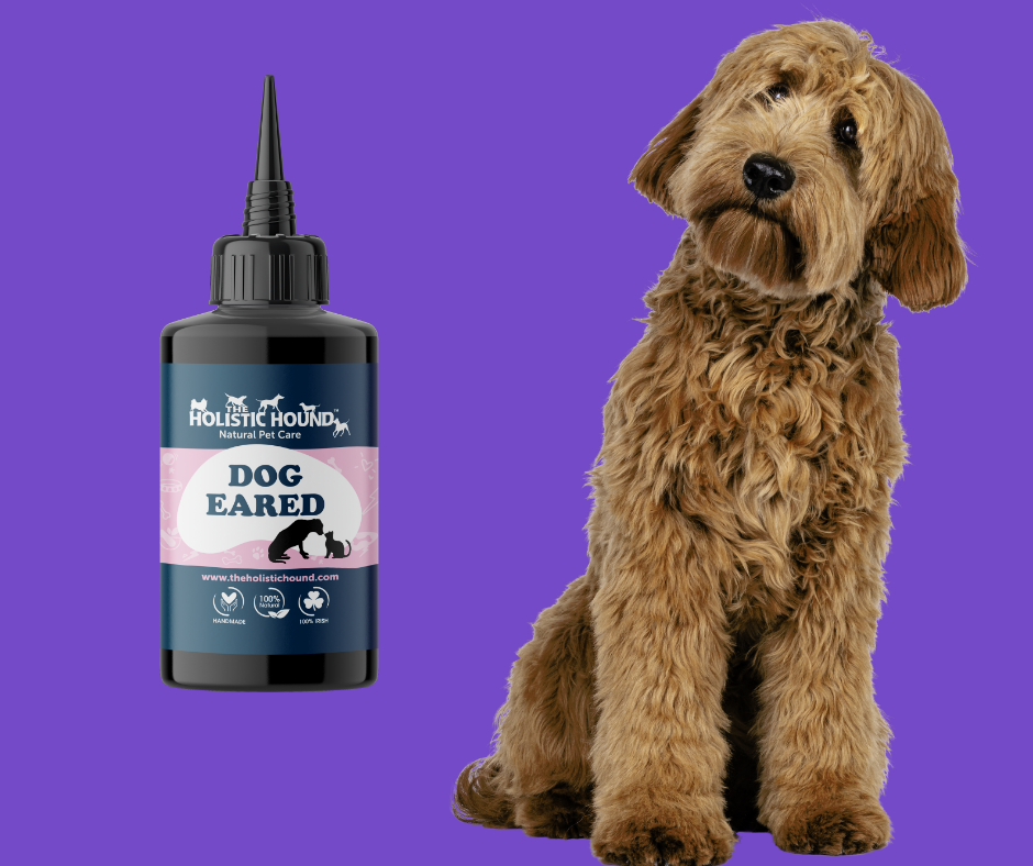 Dog Eared | Natural ear cleaning & care oil. Easy to apply | Holistic Hound